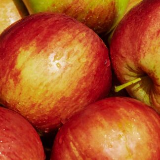gala apples
