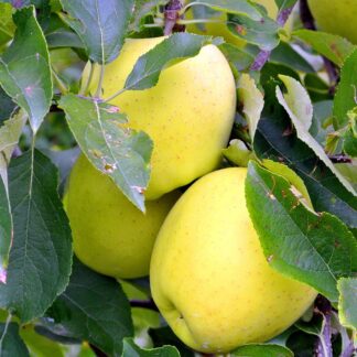 apple, yellow, fruit