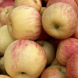 Honeycrisp Apple