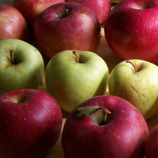 Non-Stone-Fruit Medley Bag